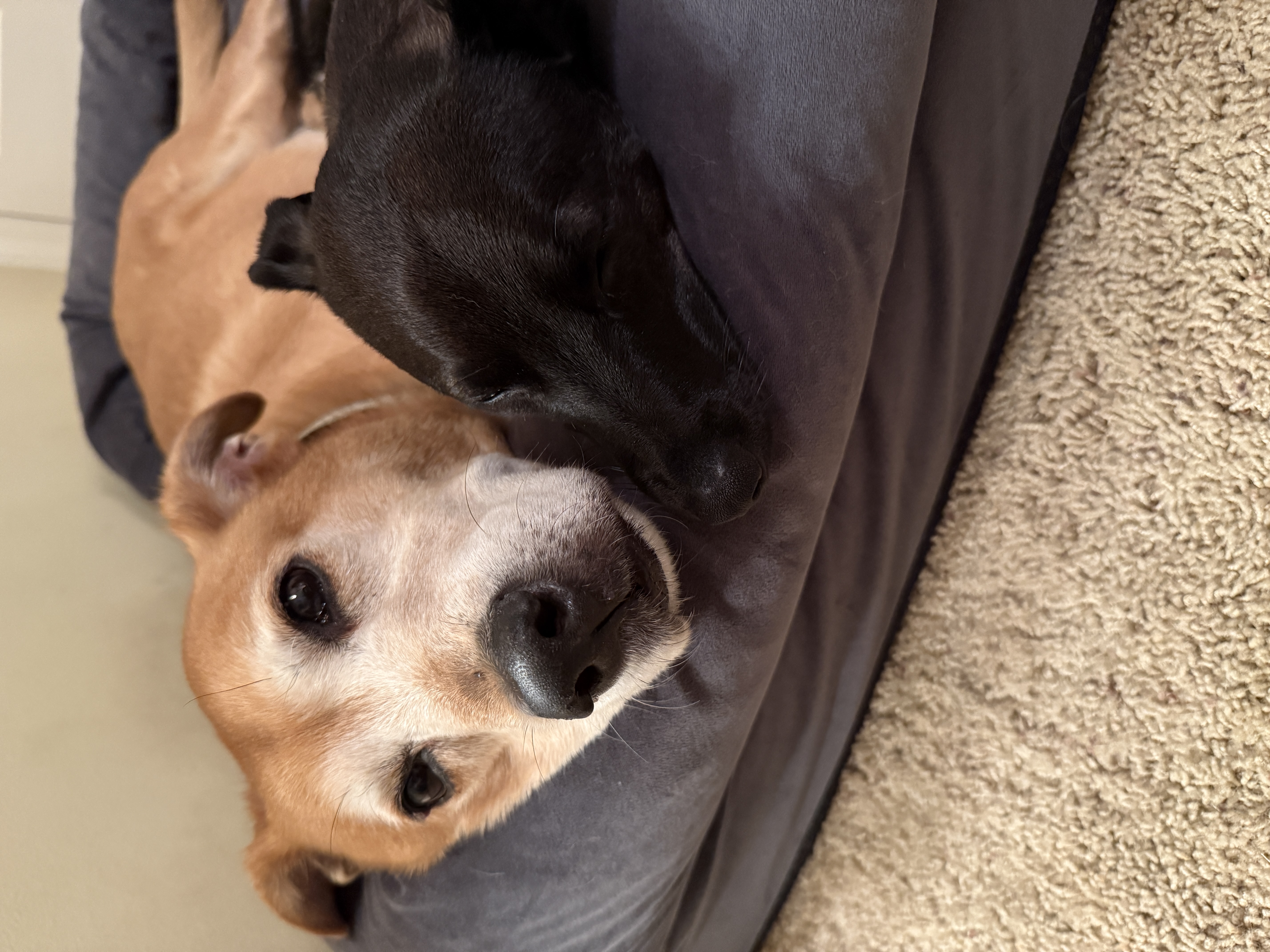Dogs